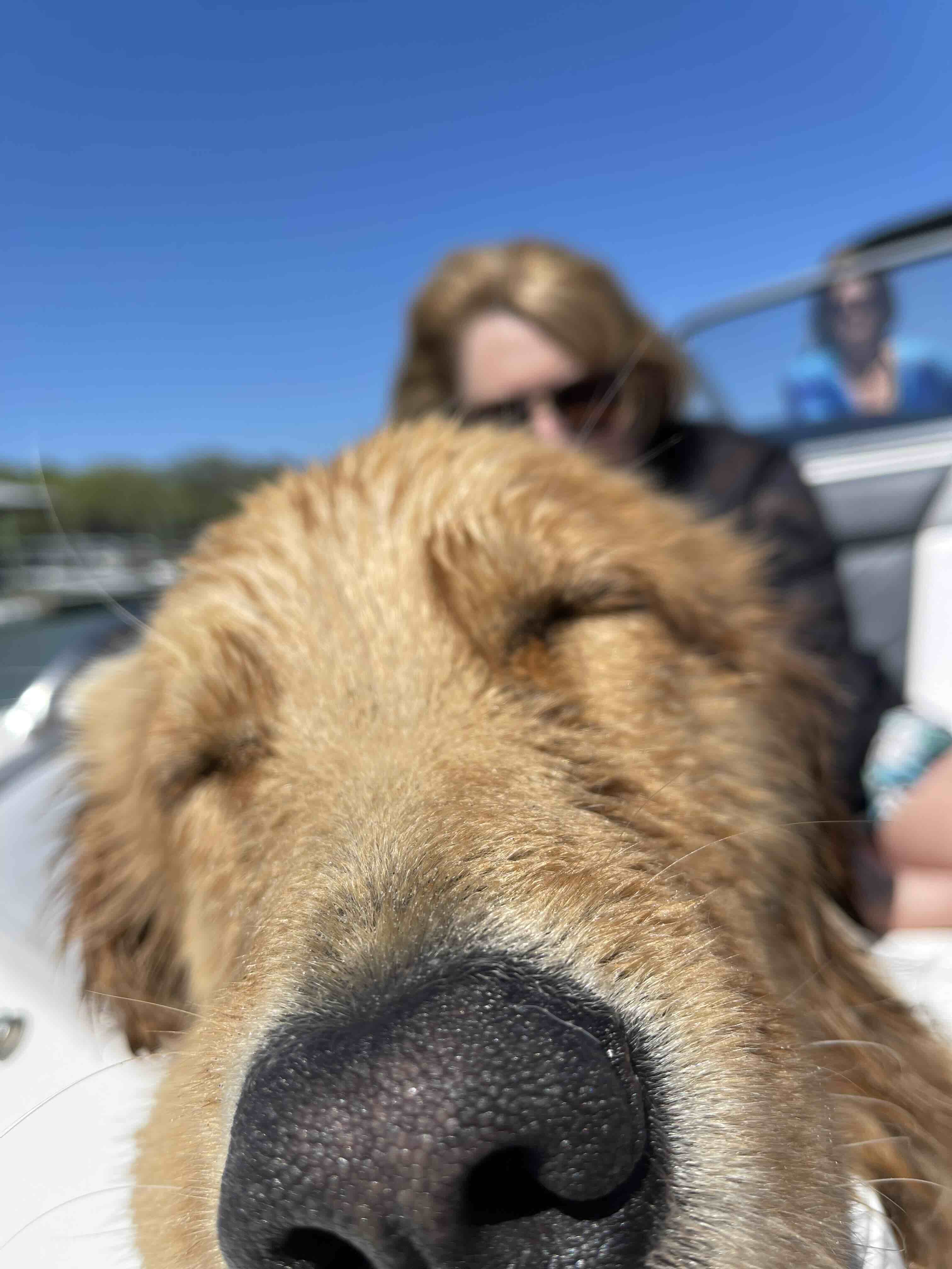 golden retriever dog on a boat